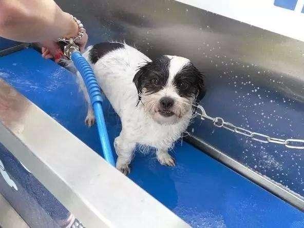 狗洗澡惨叫视频播放国产,狗狗洗澡新体验，国产洗护神器引发宠物界热议