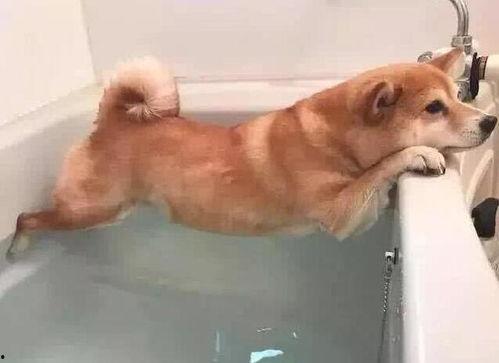 狗洗澡惨叫视频播放国产,狗狗洗澡新体验，国产洗护神器引发宠物界热议