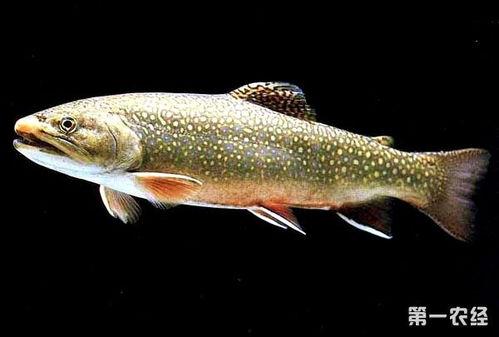 国产鳟鱼养殖方法视频,视频详解养殖全过程