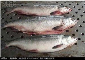 国产鳟鱼养殖方法视频,视频详解养殖全过程