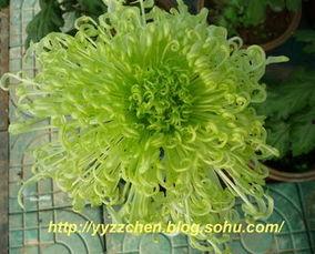 国产视频菊花,传统文化与现代审美的交融