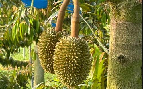 国产榴莲最新消息视频,产量提升，市场前景广阔