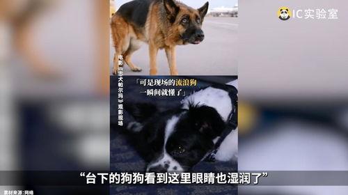 鸭孑a国产视频,国产视频中的青春记忆与时代变迁