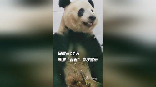 最新国产熊猫视频大全,萌态百出，欢乐无限