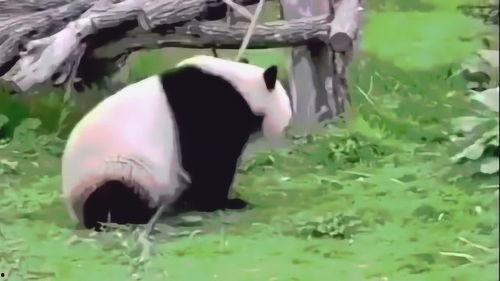 最新国产熊猫视频大全,萌态百出，欢乐无限