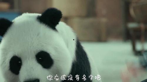 最新国产熊猫视频大全,萌态百出，欢乐无限