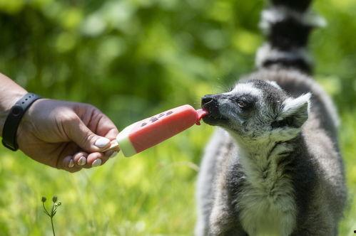 国产动物吃雪糕视频播放,萌态百出，吸睛无数