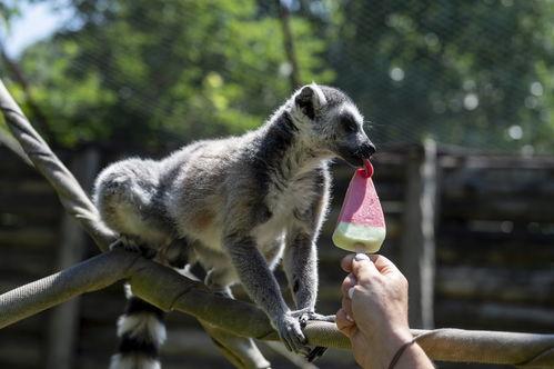 国产动物吃雪糕视频播放,萌态百出，吸睛无数