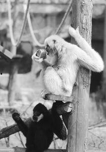 国产动物吃雪糕视频播放,萌态百出，吸睛无数