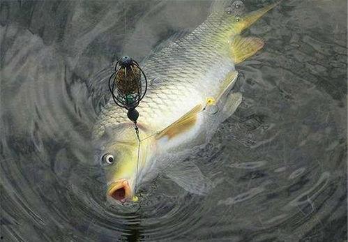 老外养国产鱼视频大全,老外视角下的国产鱼养殖奇遇记