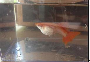 老外养国产鱼视频大全,老外视角下的国产鱼养殖奇遇记