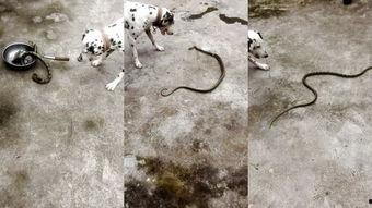 国产反曲弓狩猎视频,传统技艺与现代狩猎的完美融合