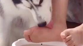 国产的免费舔脚视频,网络奇观背后的文化现象