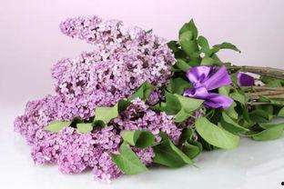 国产丁香高清视频网页