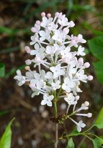 国产丁香高清视频网页 第3张 国产丁香高清视频网页 第3张