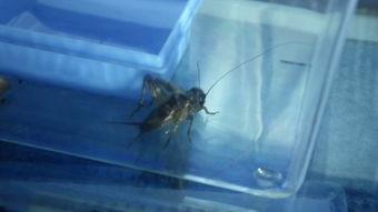 国产蟋蟀飞机售卖视频 第2张 国产蟋蟀飞机售卖视频 第2张