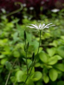 草草青国产小视频