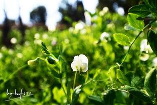 草草青国产小视频 第3张 草草青国产小视频 第3张