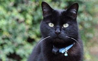 进口猫和国产猫打架视频,一场跨品种的猫界争霸战
