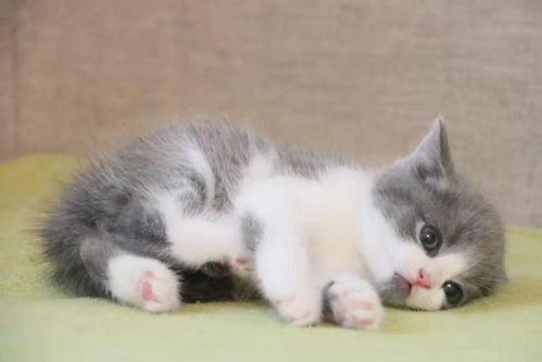 进口猫和国产猫打架视频,一场跨品种的猫界争霸战  第3张